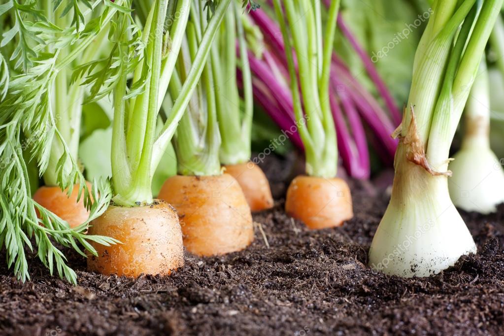 depositphotos_25387865-stock-photo-many-fresh-organic-vegetables-growing